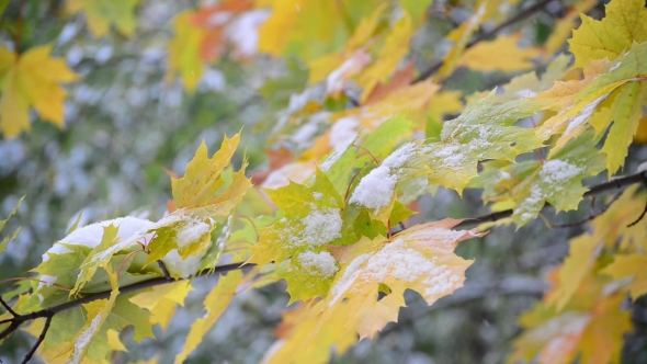 First Snow in Early Autumn in Russia