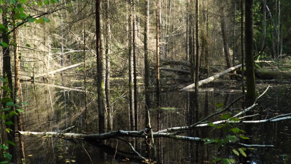 Marshland with Trees That Are in the Water