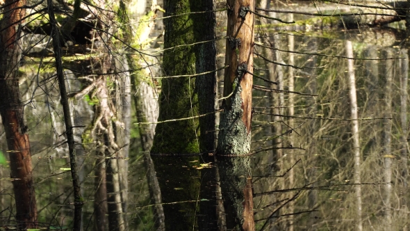 Marshland with Trees That Are in the Water