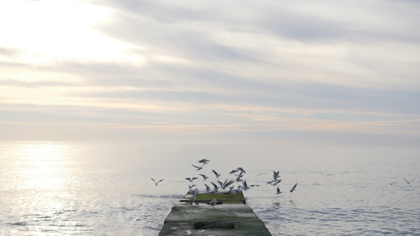 Flock of Seagulls Sitting and Fly Away From the Pier at the Sea