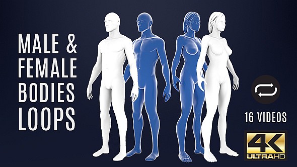 Male And Female Bodies Loops For Medicine - 16 Pack