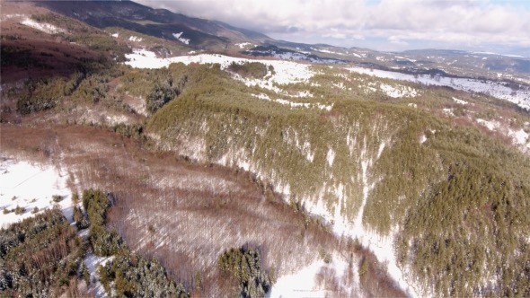 Beautiful Forest in Winter
