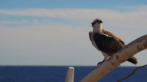 Marine Bird of Prey Osprey Sits on the Mast of the Ship's Bow Against Background of Red Sea alt