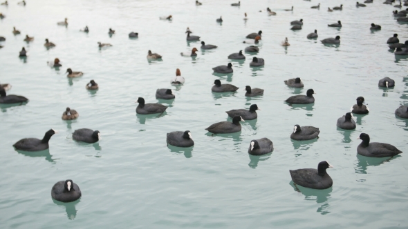 Eurasian Coot Fulica Atra Swimming in Black Sea alt
