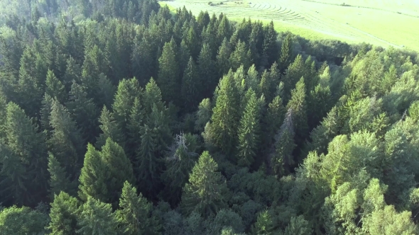 Flying Above Green Forest at Summer Time