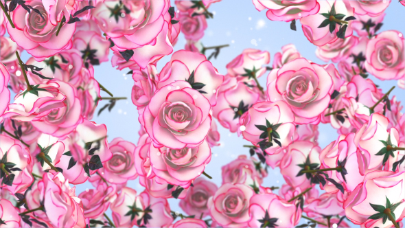 Roses Pink