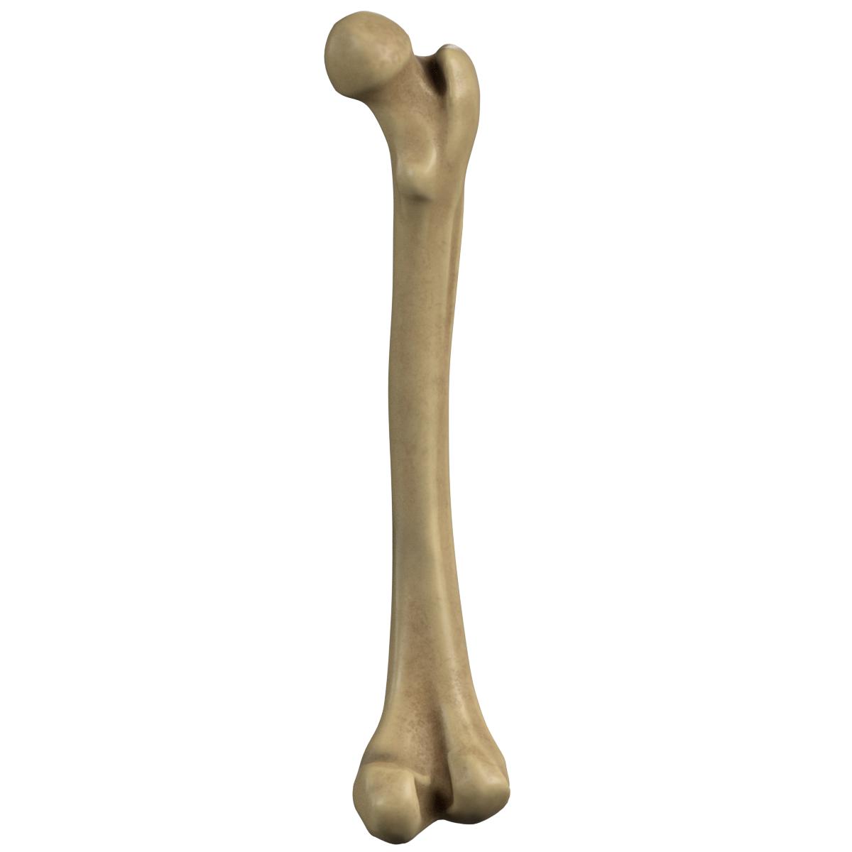 Anatomy - Human Femur (Thigh, leg bone) by FrancescoMilanese | 3DOcean