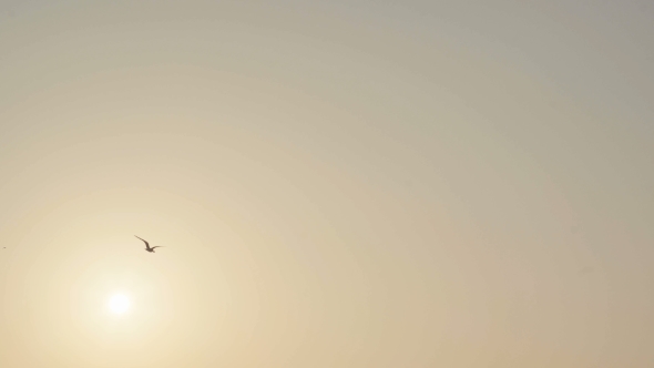 Seagulls Circle in the Sky Over the Sea at Sunset. alt