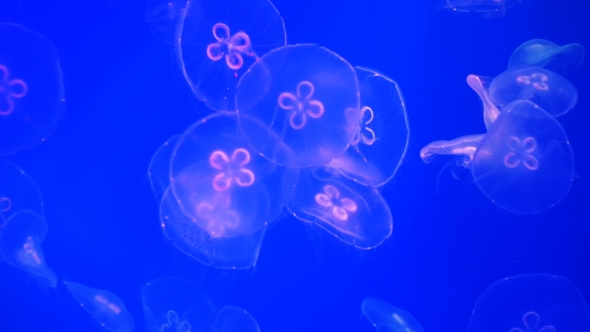 Footage. Colorful Jellyfish Floating Underwater.