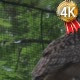 Two Long-Eared Owls Are Sitting in Aviary in Zoo - VideoHive Item for Sale