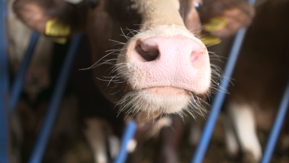 Modern Farm Barn with Milking Cows Eating Hay alt