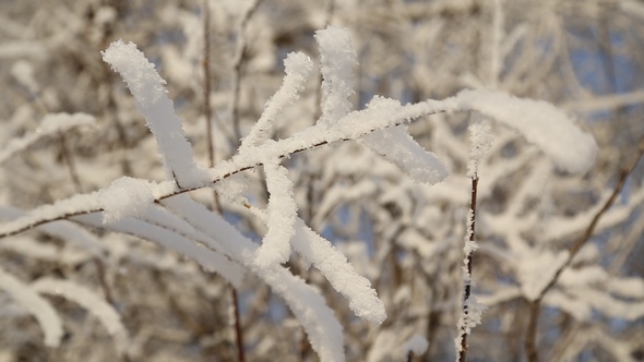 Beautiful Snowy Trees alt