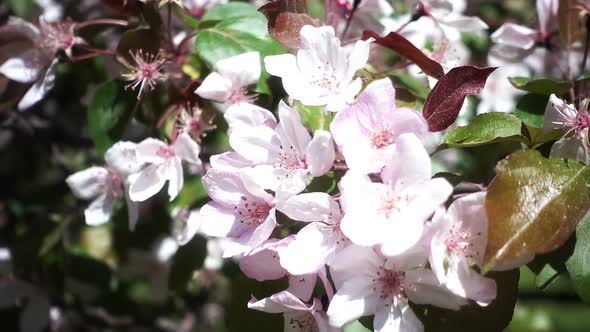 Apple Tree Flowering alt
