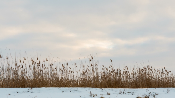 Clouds Moving Over Reeds. Winter Landscape. alt