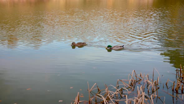 Ducks Swimming Across Pond / Lake In Autumn / Fall, In Slow Motion alt