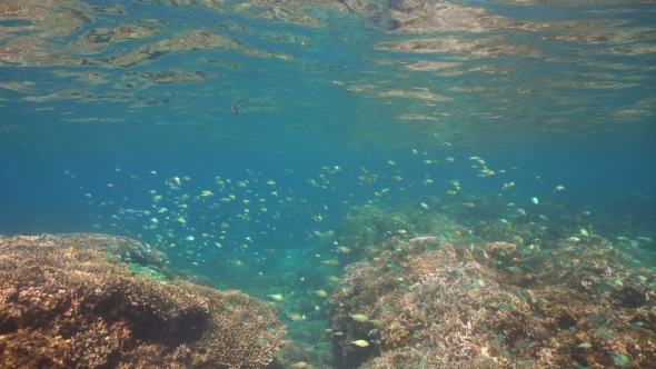 Coral Reef and Tropical fish.Philippines alt