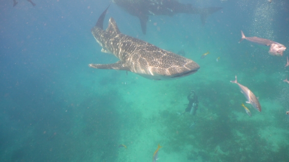 Whale Shark in Ocean. alt
