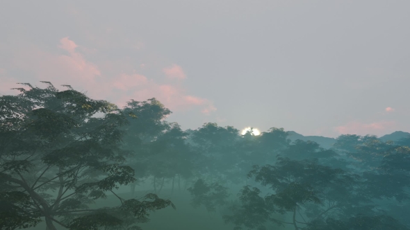 Forest in the Mist at Sunset
