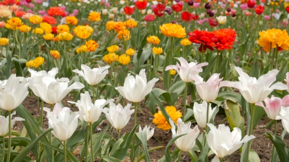 Beautiful Multicolor Tulips. Slider Footage.
