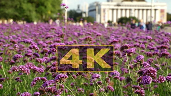 Concept Weekend in City Park. Bee and Flowers Lavender Color alt