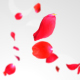 Rose Falling - VideoHive Item for Sale