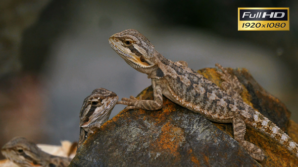 Pogona Reptile Lizard Couple alt
