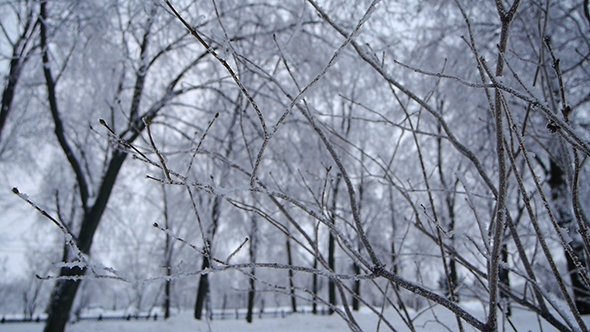 Frozen Trees 4