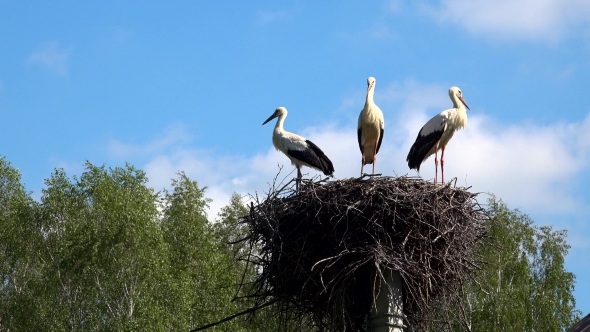 Three Little Storks in a Nest