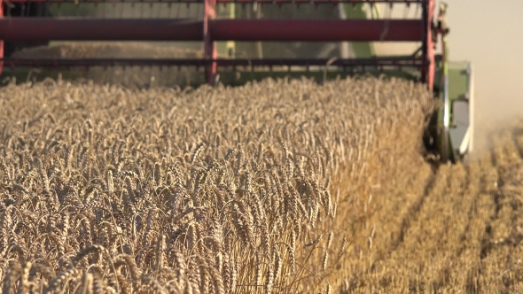 Harvesting Process Grain Wheat Field Summer. Seasonal Work.