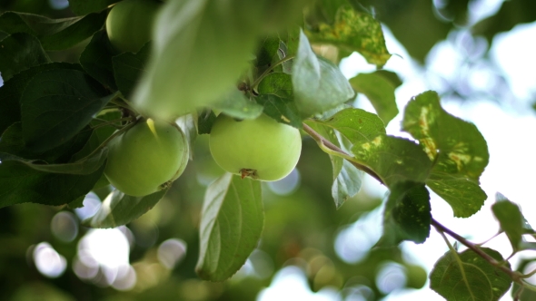 Apple Orchard. Hand Plucks Ripe Green Apple From the Brahcn alt