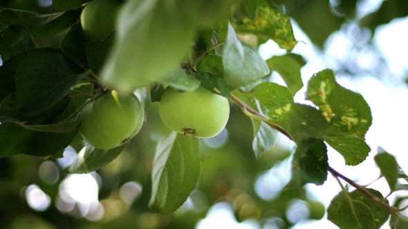 Apple Orchard. Hand Plucks Ripe Green Apple From the Brahcn