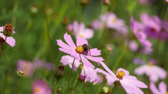 Bees Collect Pollen From Pink Flowers in the Wind