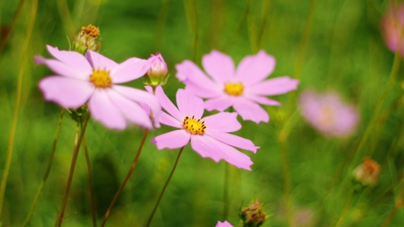 Bees Collect Pollen From Pink Flowers in the Wind alt