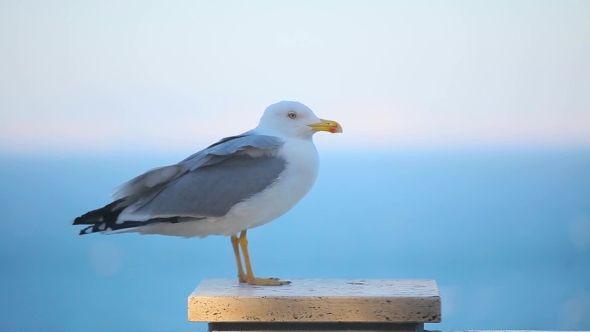 a Beautiful Seagull