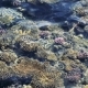 Coral Reef in the Red Sea - VideoHive Item for Sale