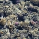 Coral Reef in the Red Sea - VideoHive Item for Sale