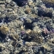 Coral Reef in the Red Sea - VideoHive Item for Sale