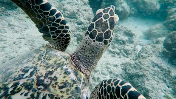 Underwater World of the Island of Bali. Sea Turtle. The Snorkeling and ...