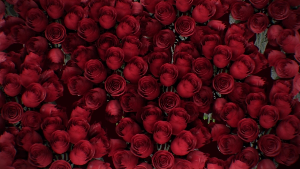 The Background of the Many Red Roses, Motion Graphics | VideoHive