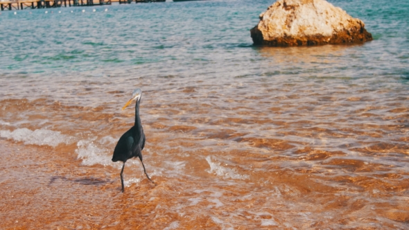 The Reef Heron Hunts for Fish on the Beach of the Red Sea in Egypt alt