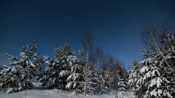 Trees in Starry Winter Night
