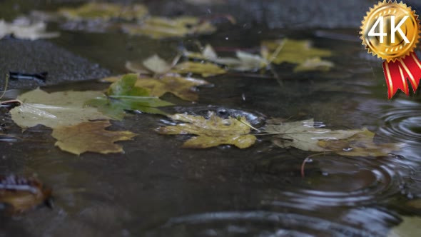 Rain Drops Falling at the Puddle With Autumn
