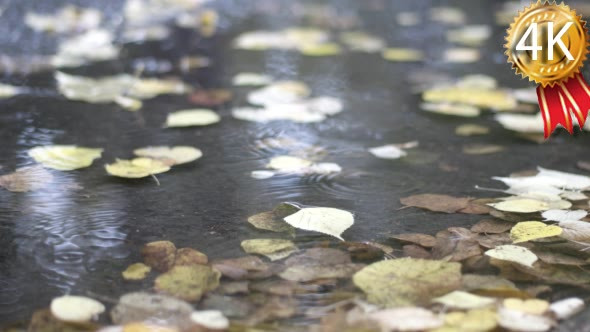 Rain Drops Falling at the Puddle With Autumn