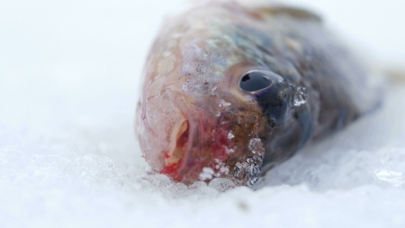 Live Fish Caught Lying on the Ice. Move the Gills and Mouth.