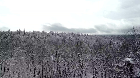 Snowy Forest To View See Vast Winter Landscape, Stock Footage | VideoHive