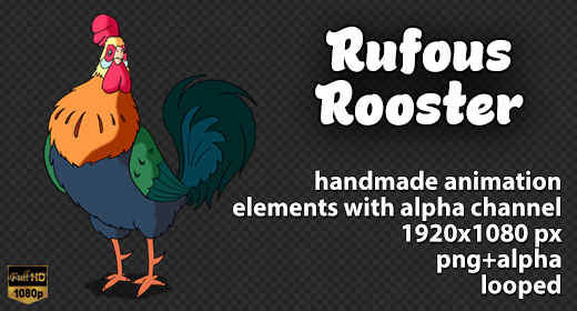 Rufous Rooster walks and crows