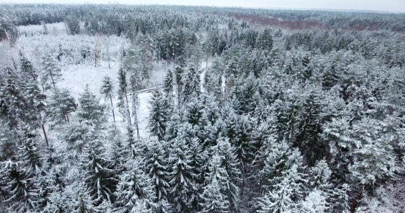 Aerial View of Snowy Forest at Winter