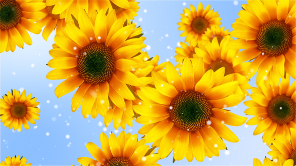 Flower Sunflower alt