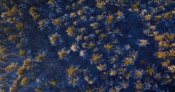Flying Over the Forest in the Winter on the Copter alt