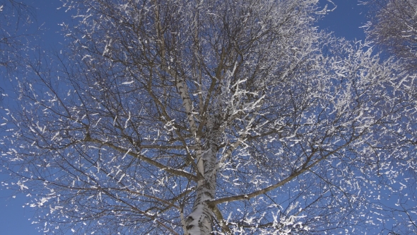 Tree`s Coma in the Snow Against the Blue Sky